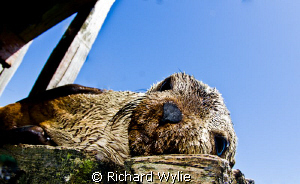 Australian fur seal relaxing. by Richard Wylie 